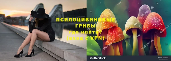 стафф Вязьма